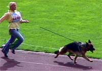 *Karma vom Ochsentor auf der Bundessiegerzuchtschau 2001