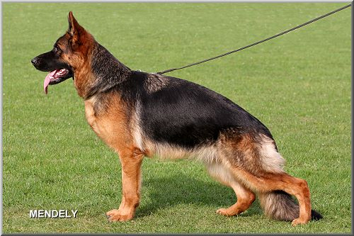 Bella vom Kuckucksland CHAMPION 2008