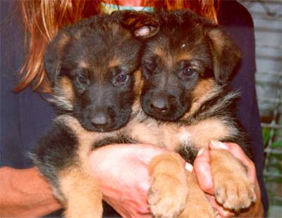 puppies of *Kascha vom Ochsentor